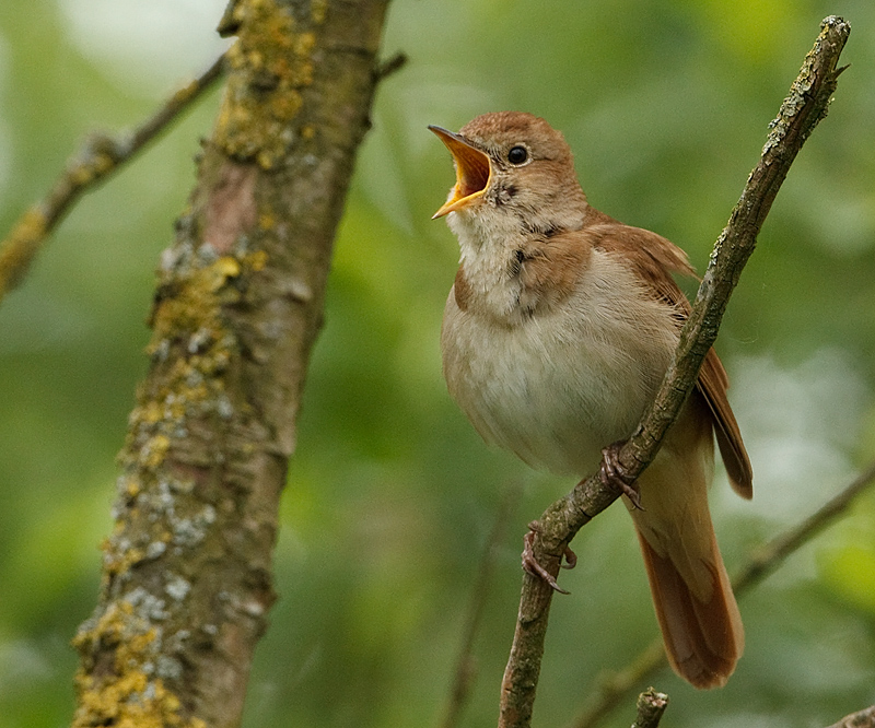 Luscinia megarhynchos Nachtegaal Rufous Nightingale